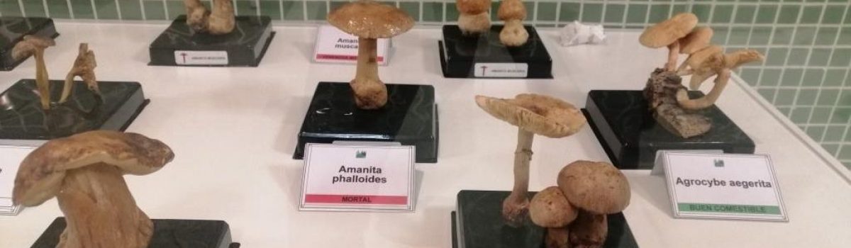 LA UNED DE VALDEPEÑAS ACOGE UNA EXPOSICIÓN MICOLÓGICA, CON MÁS DE SESENTA SETAS PROCEDENTES DEL MUSEO DE CIENCIAS NATURALES DE VISO DEL MARQUÉS